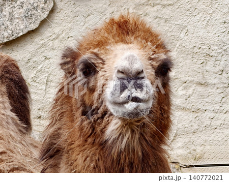 Camel face closeup. Detailed closeup of Bactrian camel displaying textured muzzle and soft background Camel face closeup. Detailed closeup of Bactrian camel displaying textured muzzle and soft background 140772021