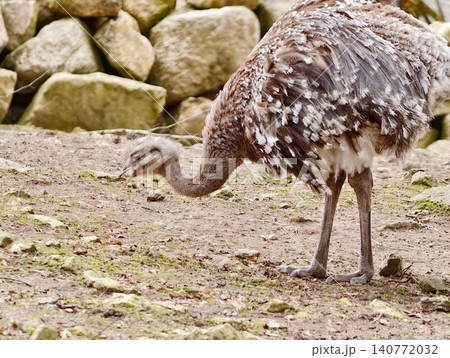 Rocky enclosure hosts alert flightless bird. Pecking rhea explores rocky habitat for seeds and insects Rocky enclosure hosts alert flightless bird. Pecking rhea explores rocky habitat for seeds and insects 140772032