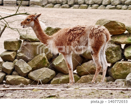 Llamalike animal observed. Cautious camelid with attentive ears exploring rocky environment attentively 140772033