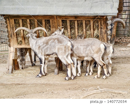 Farm goats under gentle sunlight. Rustic farmyard scene with goats nibbling calmly in sunlight Farm goats under gentle sunlight. Rustic farmyard scene with goats nibbling calmly in sunlight 140772034