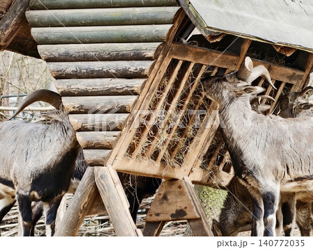 Goats grazing peacefully. Serene countryside setting featuring goats nibbling hay beside rustic log cabin wall Goats grazing peacefully. Serene countryside setting featuring goats nibbling hay beside rustic log cabin wall 140772035