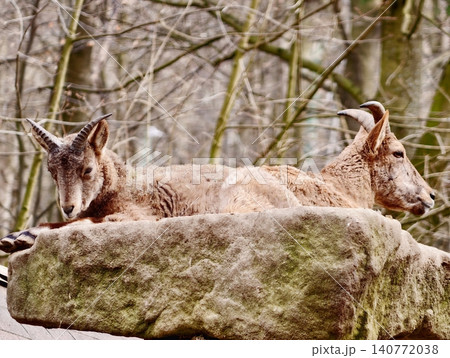 Serene chamois with alert ears and curved horns on lichencovered pedestal in forest setting Serene chamois with alert ears and curved horns on lichencovered pedestal in forest setting 140772038