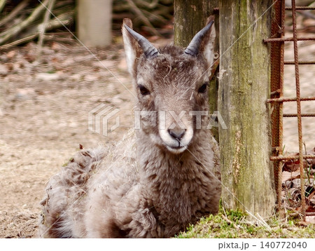 Inquisitive youthful sheep. Adventurous youthful mouflon displaying sparkling eyes in forest setting 140772040