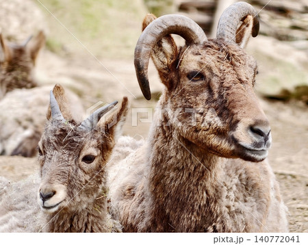 Adult and juvenile sheep. Serene scene of adult mouflon with juvenile showing protective body language Adult and juvenile sheep. Serene scene of adult mouflon with juvenile showing protective body language 140772041