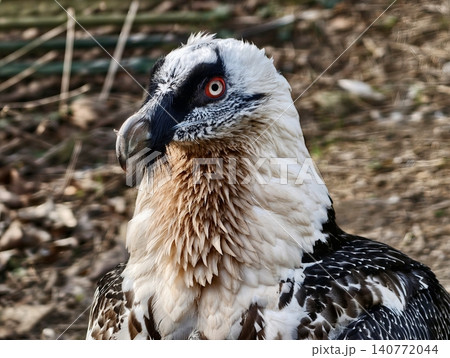 Vulture surveys environment. Resilient vulture scans desert ground emphasizing conservation efforts Vulture surveys environment. Resilient vulture scans desert ground emphasizing conservation efforts 140772044