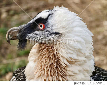 Vulture closeup view. Detailed portrait emphasizing natural environment and biodiversity significance Vulture closeup view. Detailed portrait emphasizing natural environment and biodiversity significance 140772045