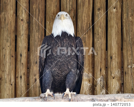 Majestic bird observes surroundings keenly. Resilient eagle stands firmly against aged timber background Majestic bird observes surroundings keenly. Resilient eagle stands firmly against aged timber background 140772053