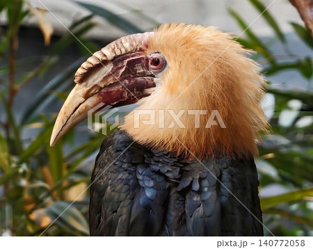 Colorful hornbill with striking features. Exotic bird with textured face and curved beak among foliage Colorful hornbill with striking features. Exotic bird with textured face and curved beak among foliage 140772058