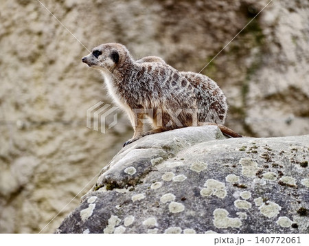 Single vigilant meerkat positioned on rocky surface observing vast savannah under warm sunlight surroundings Single vigilant meerkat positioned on rocky surface observing vast savannah under warm sunlight surroundings 140772061