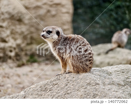 Alert wildlife view. Wildlife scene capturing attentive meerkat amidst rocky setting and foliage 140772062
