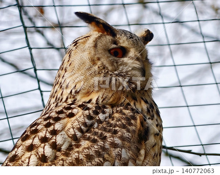 Observant eagle owl perched behind netting revealing intricate plumage and fierce expression Observant eagle owl perched behind netting revealing intricate plumage and fierce expression 140772063