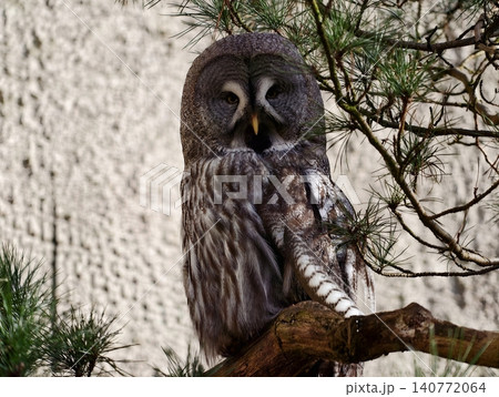 Serene owl rests silently on pine branch. Tranquil grey owl perches peacefully amid forest foliage 140772064