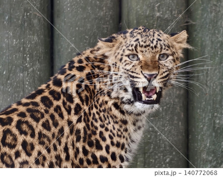 Fierce leopard growl. Intense wildlife scene capturing leopard with bared teeth and alert posture Fierce leopard growl. Intense wildlife scene capturing leopard with bared teeth and alert posture 140772068