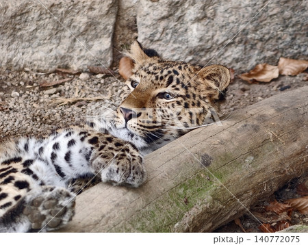 Calm leopard with watchful eyes. Serene wildcat with textured coat lying across rocky habitat Calm leopard with watchful eyes. Serene wildcat with textured coat lying across rocky habitat 140772075
