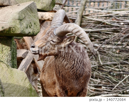 Sharp focus on textured ram horn details. Portrait capturing powerful and textured profile of ram horn 140772084