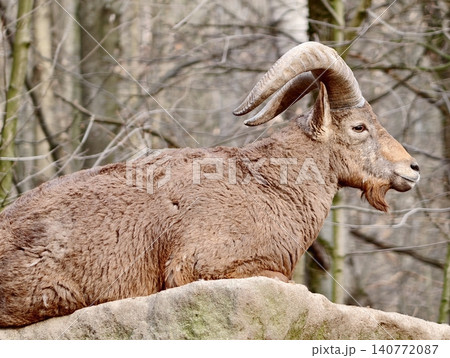 Peaceful rocky ram. Tranquil curvedhorned ram seated calmly on rugged terrain showing detailed coat 140772087