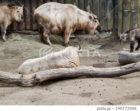 Animals congregated calmly in quiet enclosure. Group of takins relaxing under soft daylight atmosphere Animals congregated calmly in quiet enclosure. Group of takins relaxing under soft daylight atmosphere 140772098