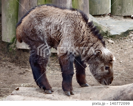 Majestic wild bovid standing firmly on uneven ground with dense coat and wooden fence in background Majestic wild bovid standing firmly on uneven ground with dense coat and wooden fence in background 140772099