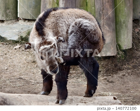 Patchy haired goat with bent horns situated against aged wooden backdrop in natural setting Patchy haired goat with bent horns situated against aged wooden backdrop in natural setting 140772100