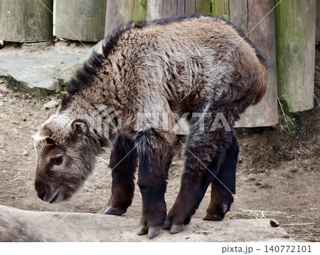 Grounded bovine with lowered head and thick fur in rocky area symbolizes endurance and ecological preservation Grounded bovine with lowered head and thick fur in rocky area symbolizes endurance and ecological preservation 140772101