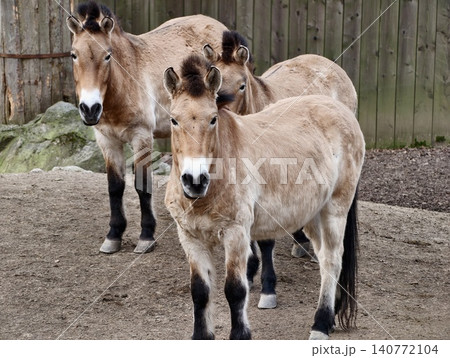 Group of horses at reserve. Mix of juvenile and mature wild horses stand alert in natural enclosure Group of horses at reserve. Mix of juvenile and mature wild horses stand alert in natural enclosure 140772104