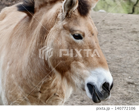 Przewalski pony detailed headshot. Detailed and expressive image capturing essence of wild Przewalski pony Przewalski pony detailed headshot. Detailed and expressive image capturing essence of wild Przewalski pony 140772106