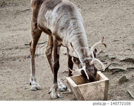Young goats share gentle meal. Two playful young goats enjoy peaceful feeding by wooden trough Young goats share gentle meal. Two playful young goats enjoy peaceful feeding by wooden trough 140772108