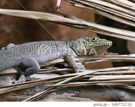 Serene scene with lizard on frond. Calm garden lizard basking comfortably amidst gentle natural sunlight 140772110