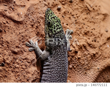 Vertical shot emphasizing sharp details and textured patterns of desertcolored lizard gripping sandy wall Vertical shot emphasizing sharp details and textured patterns of desertcolored lizard gripping sandy wall 140772111