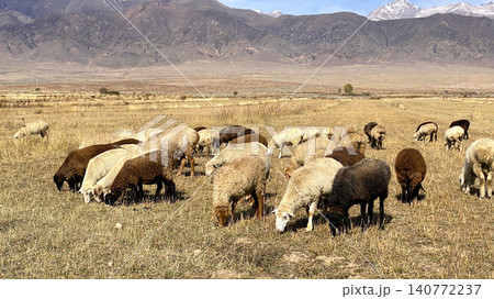 Animal husbandry in Kyrgyzstan. Fluffy woolly sheep eat grass in a meadow on a sunny summer day in the mountains. Agricultural industry. Mutton for sale. Grazing of livestock Animal husbandry in Kyrgyzstan. Fluffy woolly sheep eat grass in a meadow on a sunny summer day in the mountains. Agricultural industry. Mutton for sale. Grazing of livestock 140772237