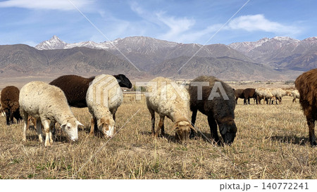 A herd of large clean beautiful sheep on a walk. Agriculture of Kyrgyzstan. Mutton for sale. Sheep of different colors are grazing yellow dry grass in a meadow in the mountains A herd of large clean beautiful sheep on a walk. Agriculture of Kyrgyzstan. Mutton for sale. Sheep of different colors are grazing yellow dry grass in a meadow in the mountains 140772241
