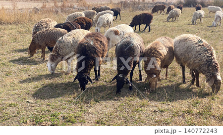 Fluffy curly-haired sheep have bowed their heads and are chewing green grass. Animal husbandry and agriculture in Kyrgyzstan. A herd of sheep is grazing. Mutton for sale Fluffy curly-haired sheep have bowed their heads and are chewing green grass. Animal husbandry and agriculture in Kyrgyzstan. A herd of sheep is grazing. Mutton for sale 140772243
