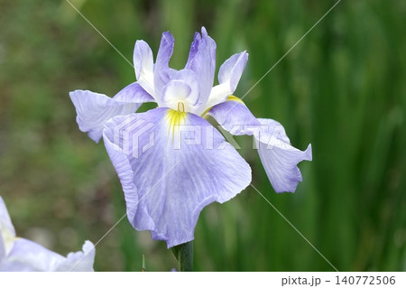 淡い紫色の花菖蒲のクローズアップ 140772506