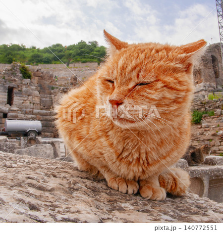 Ginger Cat Resting at Ephesus Ancient Ruins in Turkey Ginger Cat Resting at Ephesus Ancient Ruins in Turkey 140772551