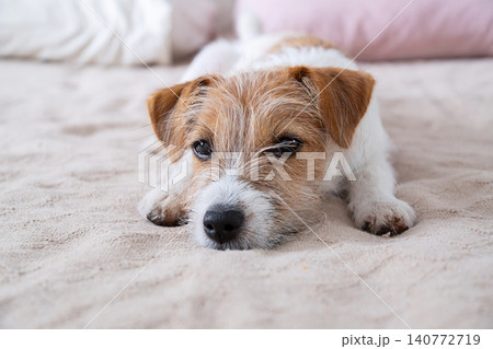 Jack Russell Terrier puppy resting on soft bed. Cute small dog relaxing and looking at camera. Jack Russell Terrier puppy resting on soft bed. Cute small dog relaxing and looking at camera. 140772719