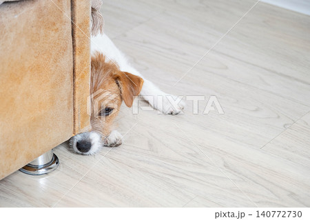 Jack Russell terrier hiding behind sofa. Sad dog lying on floor. Jack Russell terrier hiding behind sofa. Sad dog lying on floor. 140772730