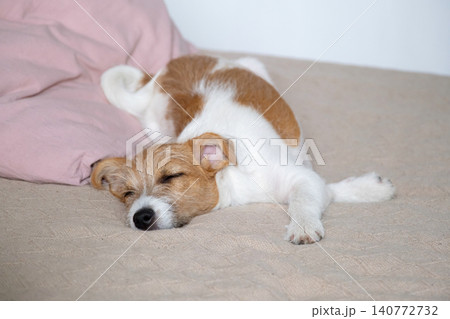 Small Jack Russell terrier puppy sleeping on cozy bed. Cute dog resting on soft blanket. 140772732