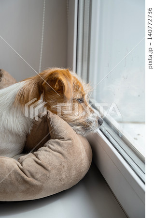 Jack Russell Terrier dog lying on soft pet bed looking through glass window. Jack Russell Terrier dog lying on soft pet bed looking through glass window. 140772736