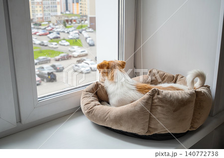 Jack Russell Terrier dog lying in soft pet bed on window sill looking at the parking lot outside. Jack Russell Terrier dog lying in soft pet bed on window sill looking at the parking lot outside. 140772738