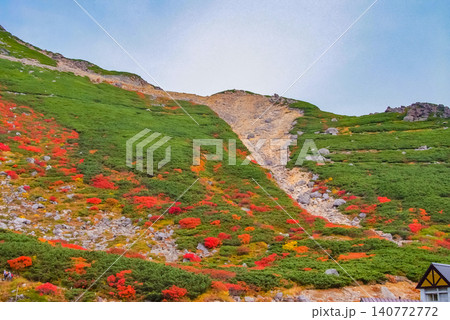 秋の朝光 紅葉最盛期の乗鞍岳・真っ赤に染まったナナカマド主役に彩るカラフルな紅葉風景 秋の朝光 紅葉最盛期の乗鞍岳・真っ赤に染まったナナカマド主役に彩るカラフルな紅葉風景 140772772
