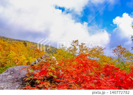 秋の朝光 紅葉最盛期の乗鞍岳・真っ赤に染まったナナカマド主役に彩るカラフルな紅葉風景 秋の朝光 紅葉最盛期の乗鞍岳・真っ赤に染まったナナカマド主役に彩るカラフルな紅葉風景 140772782