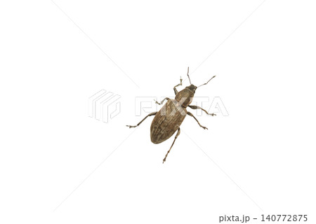 Gray beet weevil. Gray beet weevil. 140772875