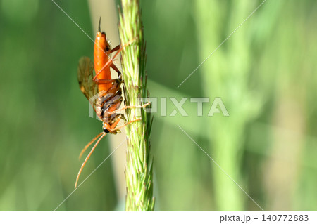 A sawfly insect from the family of true sawflies. A sawfly insect from the family of true sawflies. 140772883