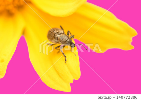 Gray beet weevil. Gray beet weevil. 140772886