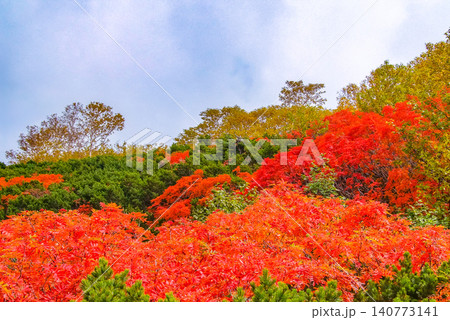 秋の快晴 紅葉最盛期の乗鞍岳・登山道沿いの真っ赤なナナカマドと稜線に映えるオレンジの紅葉風景 秋の快晴 紅葉最盛期の乗鞍岳・登山道沿いの真っ赤なナナカマドと稜線に映えるオレンジの紅葉風景 140773141