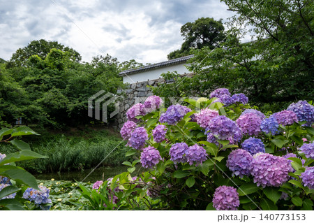 舞鶴公園紫陽花と福岡城址 舞鶴公園紫陽花と福岡城址 140773153