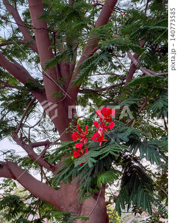 Close-up of vibrant red flowers of the Delonix regia, commonly known as the royal poinciana or flame tree, showcasing intricate petal structures and stamens. 140773585