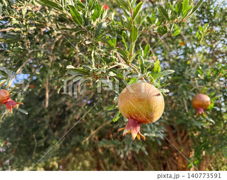 Pomegranate tree with small red flowers and developing fruit. Green leaves surround the vibrant blossoms and young pomegranates. Pomegranate tree with small red flowers and developing fruit. Green leaves surround the vibrant blossoms and young pomegranates. 140773591