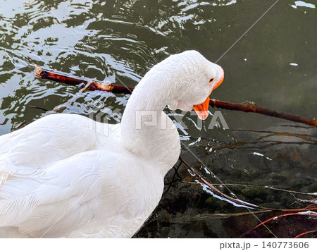 A white goose swims gracefully on calm water. The surface reflects light, creating a serene atmosphere. Green foliage frames the scene. A white goose swims gracefully on calm water. The surface reflects light, creating a serene atmosphere. Green foliage frames the scene. 140773606