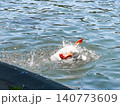 A white goose swims gracefully on calm water. The surface reflects light, creating a serene atmosphere. Green foliage frames the scene. 140773609